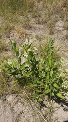 Asclepias mellodora