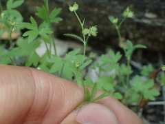 Ranunculus hebecarpus
