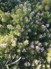 Serruria foeniculacea