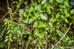 Putterlickia verrucosa