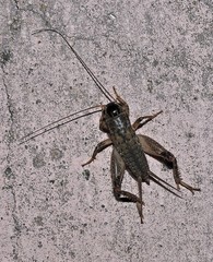 Miogryllus
