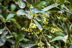 Putterlickia verrucosa