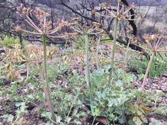 Lomatium repostum