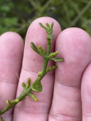 Phoradendron brachystachyum