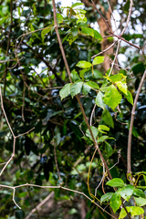 Rhoicissus rhomboidea