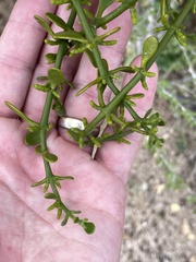 Phoradendron brachystachyum