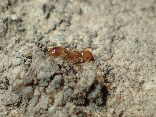 iNaturalist observation photo of Acorn Ants and Allies