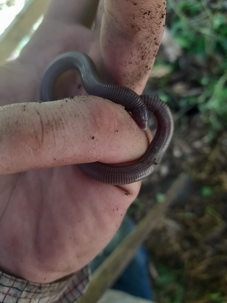 Schmidt's Worm Lizard