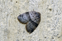 Stictane rectilinea