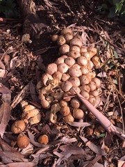 Apioperdon pyriforme