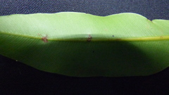 Calophyllum brasiliense