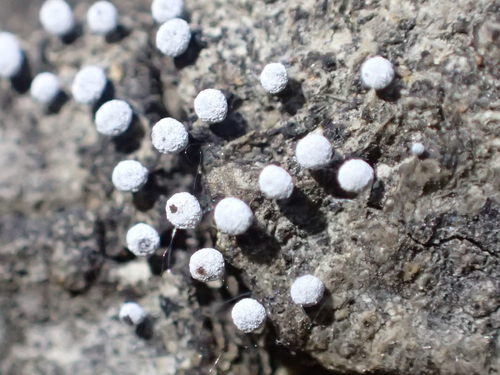 iNaturalist observation photo of slime molds