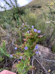 Lobostemon laevigatus
