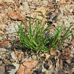 Poa alsodes