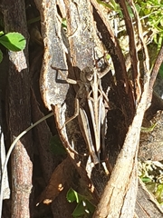 Austroicetes pusilla