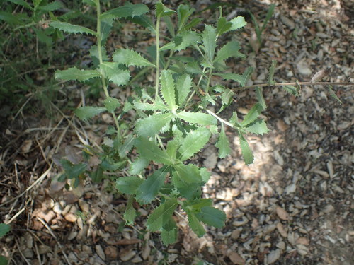 iNaturalist observation photo of saw-toothed goldenbush