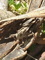 Austroicetes pusilla