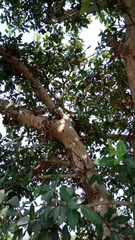 Ficus benghalensis