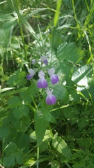 Collinsia