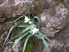 Ornithogalum orthophyllum