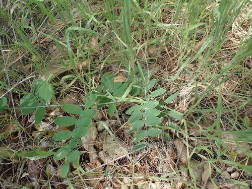 iNaturalist observation photo of Pacific pea