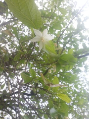 Styrax officinalis