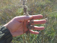 Allium lineare