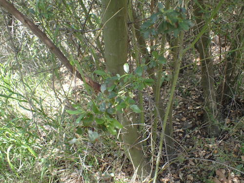 iNaturalist observation photo of greenbark ceanothus