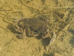 Bufotes viridis balearicus