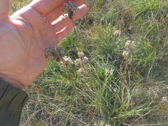Allium lineare
