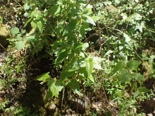 iNaturalist observation photo of heartleaf keckiella