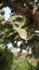 Ficus benghalensis