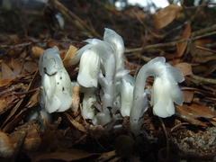 Monotropa uniflora image
