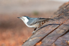 Sitta carolinensis nelsoni