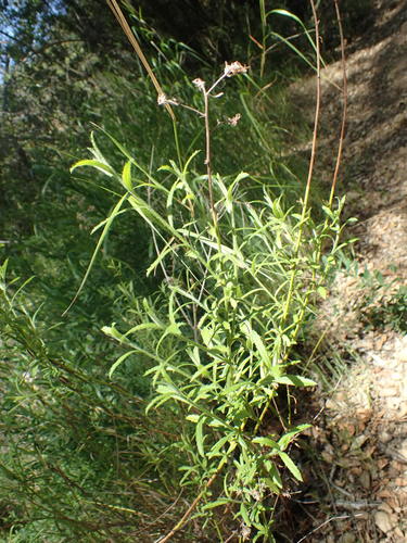 iNaturalist observation photo of Plummer's baccharis