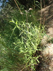 Baccharis plummerae