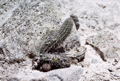 Trichocereeae
