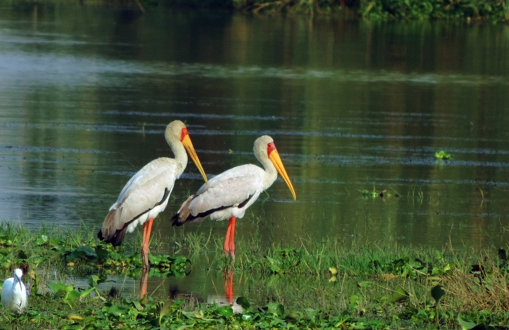Yellow-billed Stork