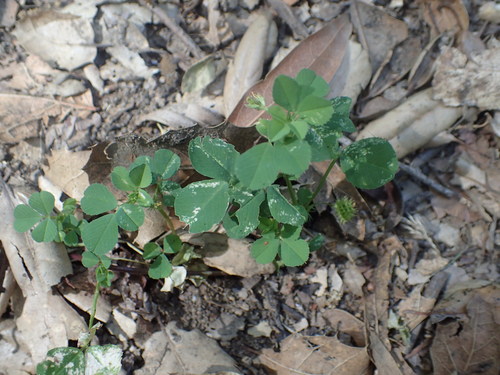 iNaturalist observation photo of bur clover