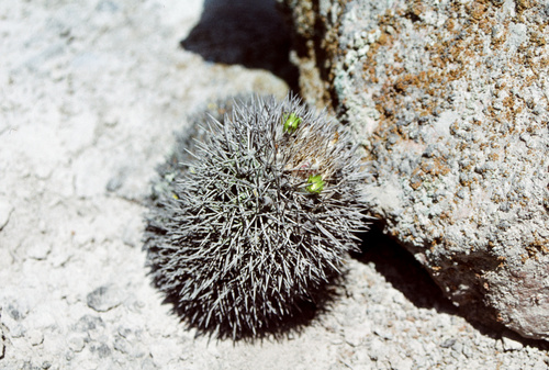 Eriosyce islayensis ssp. omasensis