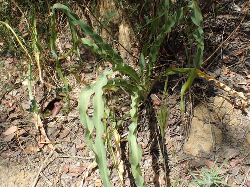 iNaturalist observation photo of wavy-leafed soap plant