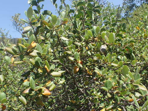 iNaturalist observation photo of Birchleaf Mountain Mahogany