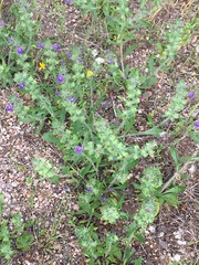 Scutellaria drummondii
