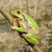 Italian Tree Frog - Photo (c) Daniele Seglie, some rights reserved (CC BY-NC), uploaded by Daniele Seglie