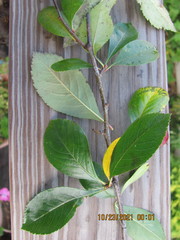 Crataegus persimilis
