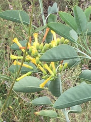 Nicotiana glauca