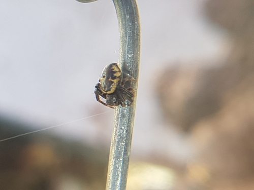 kvetárik skvostný (Synema globosum)