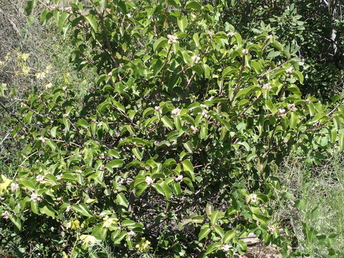 iNaturalist observation photo of sugar bush