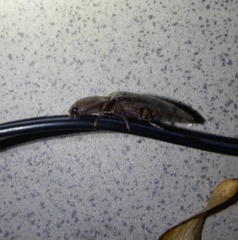 Stenagostus rhombeus