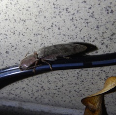 Stenagostus rhombeus